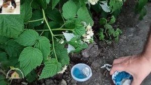 Муравьи на малине что делать. Как избавиться от муравьев