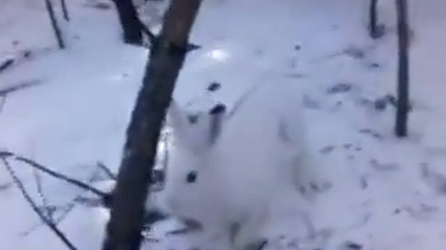 Заяц попал в петлю смотреть онлайн