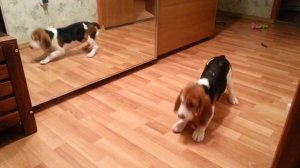 Щенок бигля голосит