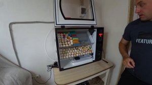 ЭКСПЕРИМЕНТ Цыпленок бройлер из пищевого магазинного яйца С-1