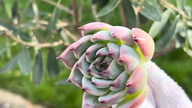 Echeveria ‘Chihuahuaensis смотреть онлайн