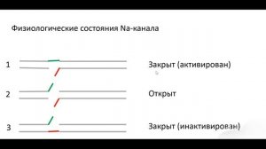 пятиминутка №8 (рус). Ворота Натриевых каналов