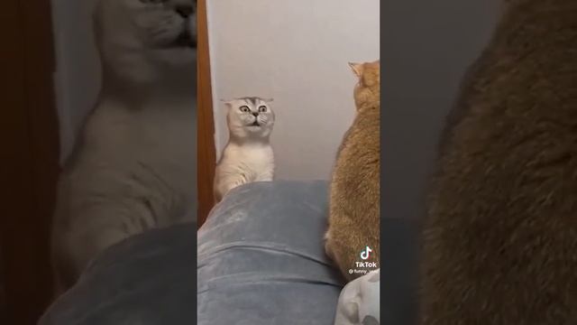 #keşfet# funny2# смотреть онлайн