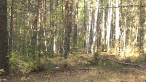 Жан Татлян. Осенний свет. Песни нашей молодости.