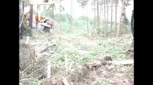 как сделать дорогу в лесу