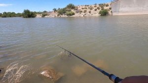 Largemouth Bass Love Gulp Minnows