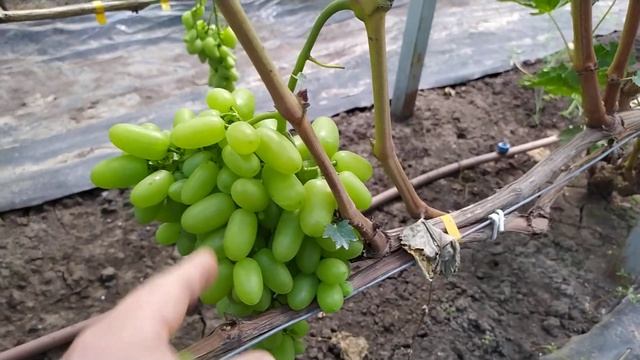 Виноградное Ассорти!!! часть 7 смотреть онлайн