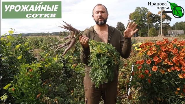 УКРОЙТЕ ЭТИМ ГРЯДКИ ДЛЯ КРУПНОГО ЧЕСНОКА!