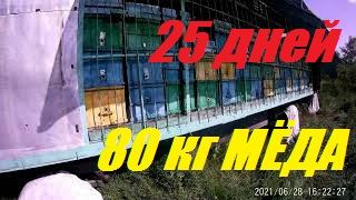 25 дней 80 кг мёда.Скудная пыльцевая база.Эффект сетчатого дна. смотреть онлайн