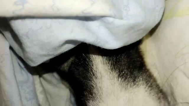 Постельная сцена ( съёмка из под одеяла).