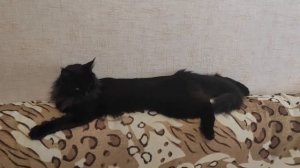Как мейн-кун разговаривает и как спит. Черная Акура