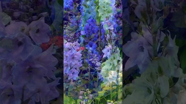 DELPHINIUM (LARKSPUR): A tall, elegant flower to adorn your landscape.