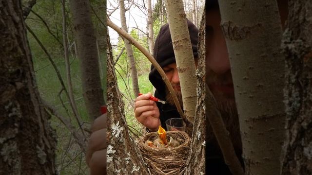 всегда Голодные птенцы. hungry chicks #захватывающийжизнь смотреть онлайн