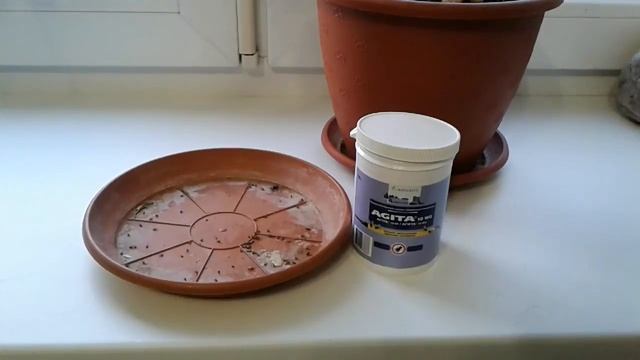 Бороться с мухами?! Легко! смотреть онлайн