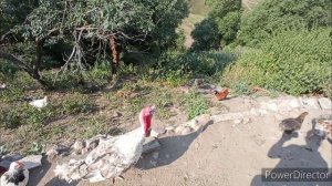 TOYUQLARIN VE HINDUSKALARIN QANADINI , QUYRUĞUNU QOPARTMAQ LAZIMDIR KOKELMESI UCUN