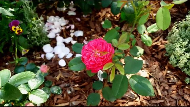 Розы первого года посадки - часть 1 | Midnight Blue, Wow, Constance, Boscobel, Prieure de St Cosme. смотреть онлайн