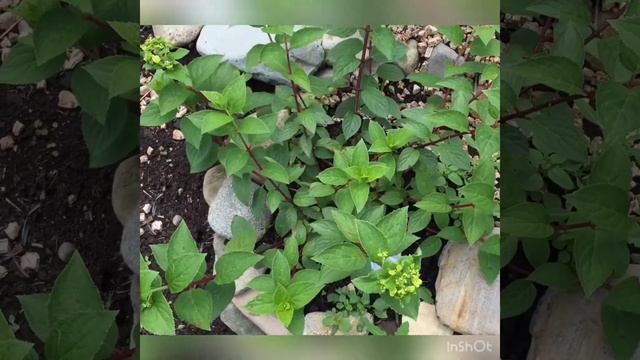 💐Конец Июля , Какой результат?💐 смотреть онлайн