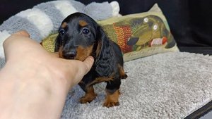 Такса карликовая д/ш - Золотой Родник Цветочная Долин