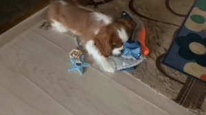 Моя повседневная жизнь | VLOG | живу с собакой