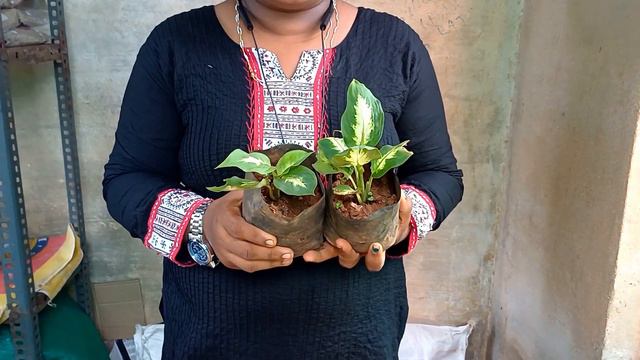 ഒട്ടേറെ ചെടികൾ ഇവിടെ ഓൺലൈൻ ആയി വിൽക്കുന്നു #onlineplants #wtsp9947132040 #lovemyplantssreekalaribu