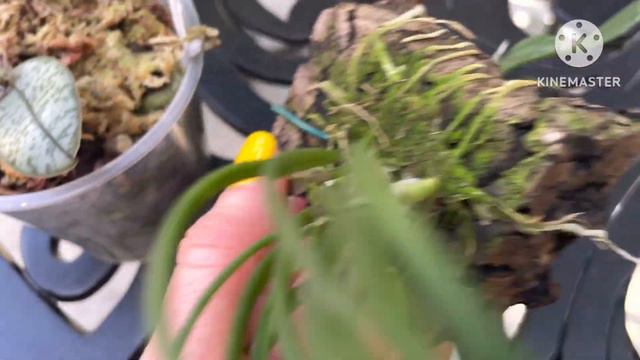 Новинки орхидей из orchids and more смотреть онлайн