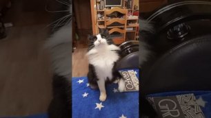 Ржака с котом марципаном