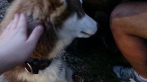 ДЕРЕВНЯ ХАСКИ РУЗСКАЯ АЛЯСКА, РУЗА, ДОСТОПРИМЕЧАТЕЛЬНОСТИ РУЗСКОГО РАЙОНА