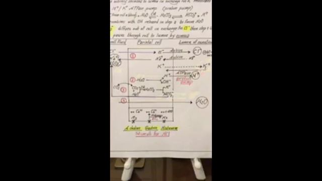 Dr.Nagi - Live Physiology - Lecture 104 - GIT (3) - Gastric Secretion & Motility смотреть онлайн