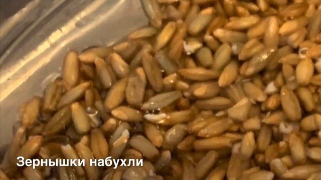 Как прорастить рожь