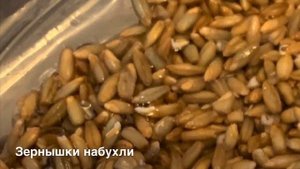 Как прорастить рожь
