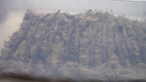 Часть 1. Окоренение инжира. Концентрация Клонекс геля.