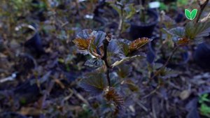 Пузыреплодник Диабло Physocarpus opulifolius «Diabolo», Зеленый Сад