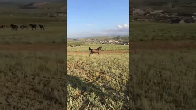 Арабские лошади в Дагестане