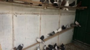 В гостях у голубевода Вадима Зиновьевича г. Харьков Ч. 1