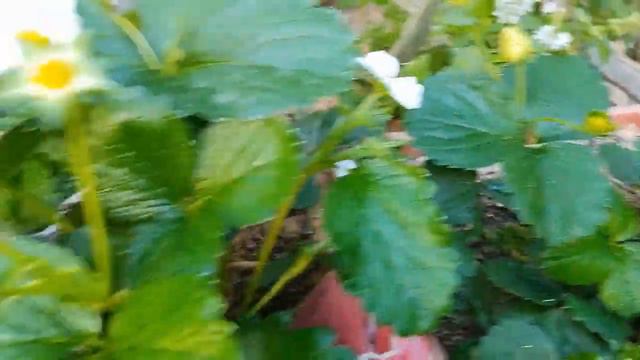 Посадка земляники Азия, Брилла и Квики. смотреть онлайн