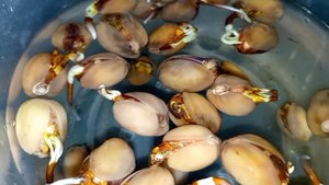 Фисташка Акбари. 5 день - напоил ребят свежей отстоянной водой | Small Gardens