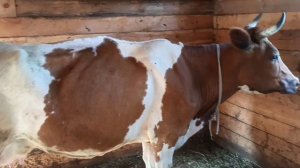 Ремонт в сарае.Меняем пол в коровнике. Наша тёлочка Даренка!