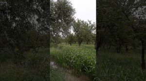 Ozbekistan qahramoni Allaniyaz Oteniyazovtin bagin wayran qilip atur