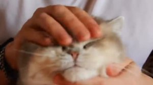 Массаж кота