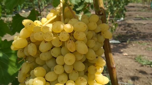 Виноград кишмиш - Лорус . смотреть онлайн