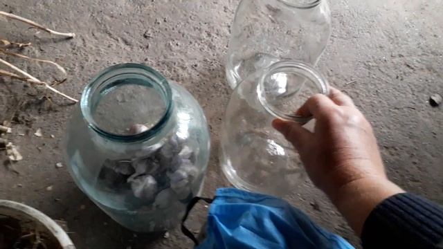 Как сохранить чеснок на зиму . Осенняя посадка чеснока. смотреть онлайн
