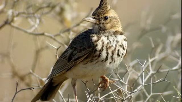 Хохлатый жаворонок(crested Lark)3 смотреть онлайн