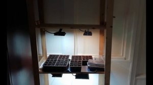 Выращивание имбиря в открытом грунте. Корень имбиря на огороде. Часть 1: Уход за рассадой