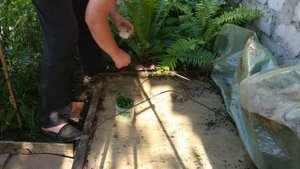 Черенкование летом самшита и спиреи японской.