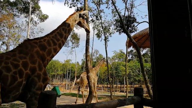 Giraffe Zoo Phu Quoc, Vietnam 2019 смотреть онлайн