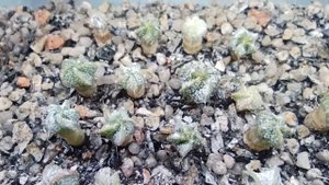 Сеянцы кактусов. Посев кактусов. Уход за кактусом.