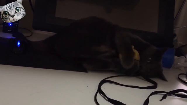 #11 Приколы с котиками (ПОДБОРКА) домашние любимцы видео для детей смотреть онлайн