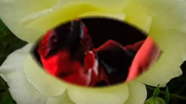 Loreena McKennitt - Tango To Evora смотреть онлайн