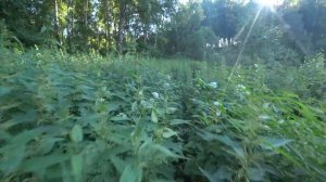 Рыбалка с ПОДРУГОЙ на ЗАРОСШЕЙ ТРАВОЙ ЛУЖЕ | Рыбалка на спиннинг в июле