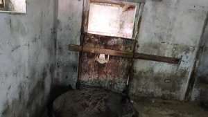 Свинья в охоте кроется диким кабаном. Естественное размещение свиней